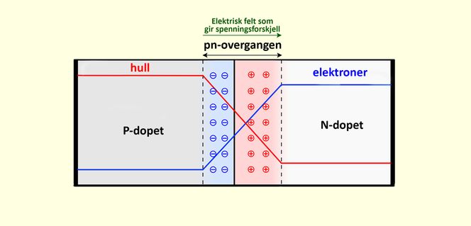 1: pn-overgangen finner vi litt ut fra hver side av de to dopede halvlederne, hvor den etablerer seg naturlig. Utenfor overgangen finner vi nøytrale deler av halvlederne. I overgangssonen er det hverken hull eller elektroner. Da er det den negative og positive ladningen fra de dopede atomene i krystallet som gir egenskapene. Atomene man har dopet med, typisk fosfor og bor, har gitt fra seg elektroner og hull. Da er det overskuddet og underskuddet av protoner i kjernen som gir området minus på den ene siden og pluss på den andre siden. De røde og blå linjene viser konsentrasjonen av hull og elektroner, mens de grå områdene ikke har noen ladning. Det lyseblå området er negativt ladet, det lyserøde positivt.