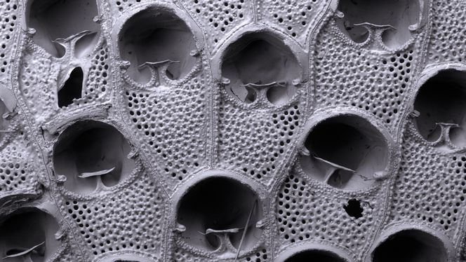 Denne fossilen er en underart av mosdyrslekten Steginoporella. Kjetil Lysne Voje skal sammenligne mange fossiler over et langs tidsspenn fra hver av disse underartene for å forstå hvordan evolusjonen har skjedd. For å klare dette må han ty til kunstig intelligens. Foto: Paul Taylor, Naturhistorisk museum, London