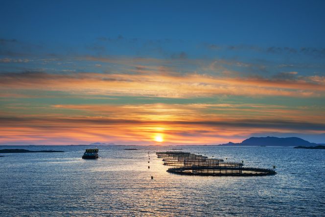 : Midt-Norsk Havbruk i Rørvik har elektrifisert flere forflåter til merdene med landstrøm. Merdene som ligger lenger ut krever en annen løsning, som for eksempel hydrogen. Disse merdene ligger i Humulen. Foto: Midt-Norsk Havbruk