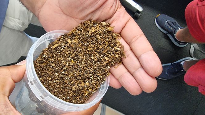 Råstoffet som framstilles av soldatfluelarver blir til proteinmel, olje og litt kitinpulver. Larvene er svært nøysomme, og det meste de spiser blir til produkter. Foto:  Pronofa