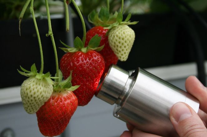 Forskerne gjør NIR-målinger på bærene for å sjekke om det er mulig å fange opp signaler for sukkerinnholdet noen millimeter inn i bæret. Foto:  Janne Karin Brodin/NMBU