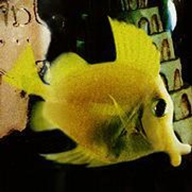 Babelfish: So long and thank you for the fish. Illustrasjon:  DouglasAdams.com