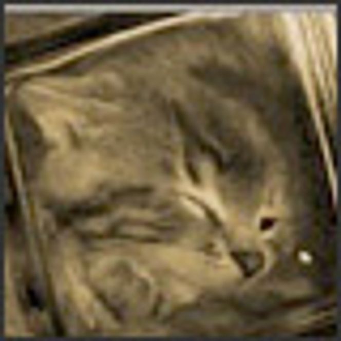 Katt på glass. Foto: BonsaiKitten.com