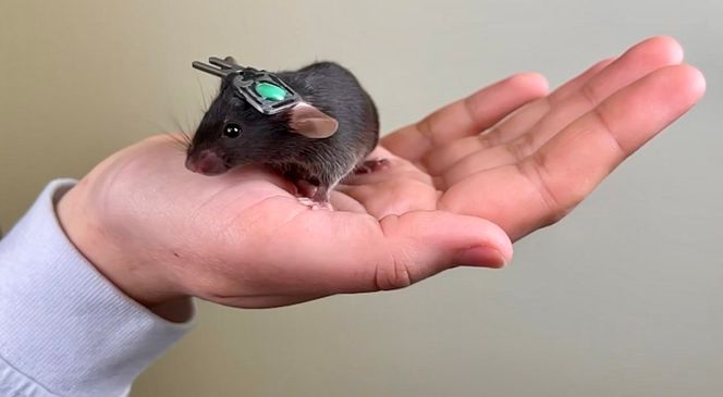 Mini2P kan også bidra til å redusere antallet forsøksdyr som trengs. Foto:  Kavli Institute for Systems Neuroscience