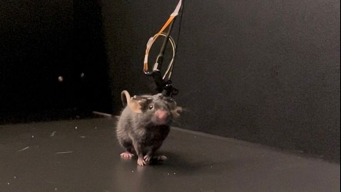 Musa Leif Erikson med Mini2P på hodet. Mini2P er et bærbart to-foton-mikroskop med åpen kildekode, utviklet ved Kavli-instituttet ved NTNU i Trondheim. Mini2P filmer samhandlinger mellom tusenvis av hjerneceller over flere plan samtidig som musa kan bevege seg helt fritt. Foto:  Kavli Institute for Systems Neuroscience