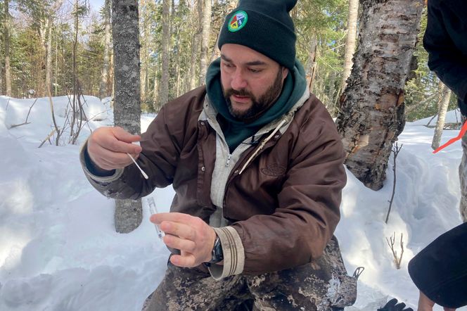 Forsker E.J. Isaac har akkurat fått tatt en koronatest av en hjort i de dype skogene nord i USA mot grensen til Canada. Foto: AP