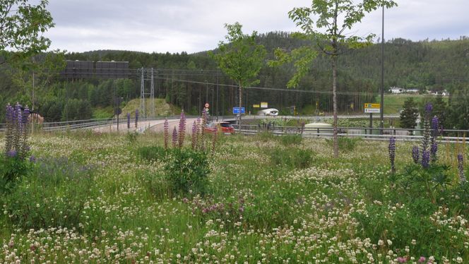 Selv i denne rundkjøringa ved Kongsberg bru popper lupinene opp mellom kløver og flotte kirsebærtrær. Foto: Kjell Wold, Statens vegvesen