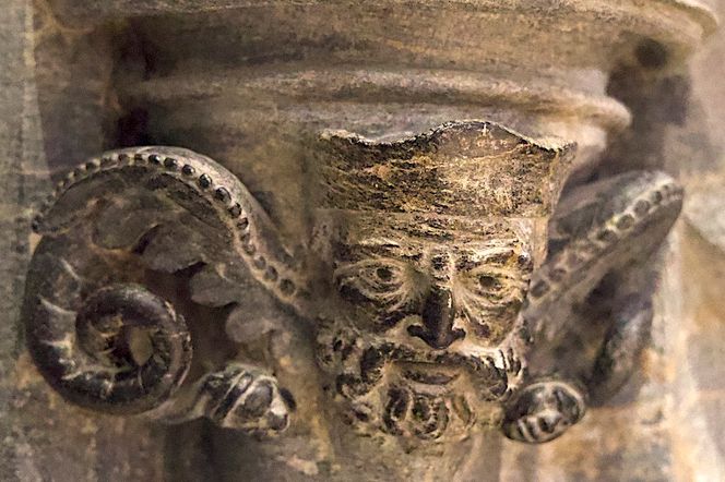 Tydeligvis en aristokrat. Men hvorfor har han sånne rare vinger i nakken? Og hale? Foto: Sondre Sivertsen, NTNU