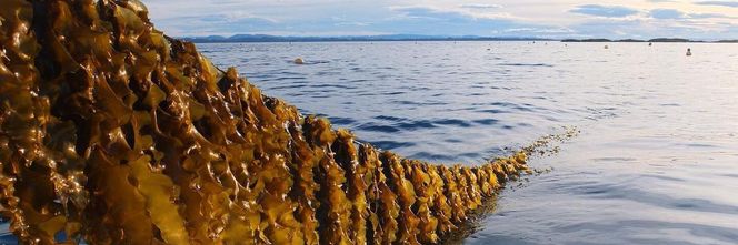 <span>BÆREKRAFTIG INGREDIENS: Tare er på full fart til å bli en viktig del av norsk havbruksnæring. Foto: Seaweed Solutions</span>