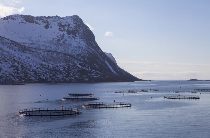 TREDJE STERKESTE: Sjømat, nære land og langt til havs, er ett av næringsfeltene Norge er i særklasse på. <i>Foto: Arildina/Shutterstock</i>