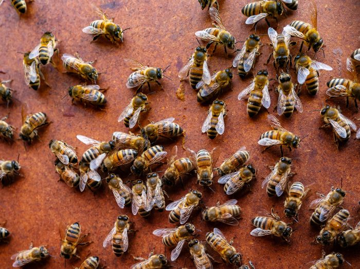 – Biene er ekstremt viktige for hele økosystemet, poengterer Ekström. <i>Foto:  Paul Björkman</i>