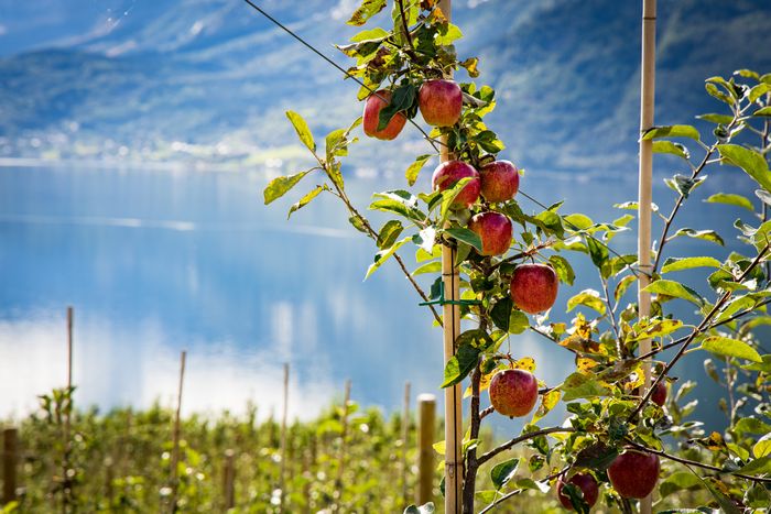 Hardanger og Telemark er blant fruktdistriktene i Norge der frosten klimaendringene fører med seg kan ødelegge for blomstringen.  Foto: TUM Studio 