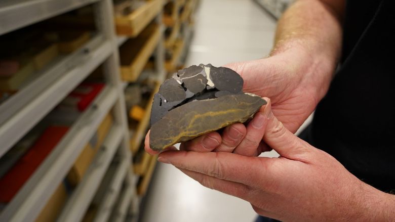 I utgangspunktet kan fossilet se spektakulært ut, helt til det blir delt i to og forskerne ser at dette er «klipp og lim» for å skape noe unikt. <i>Foto:  Elina Melteig/UiO</i>