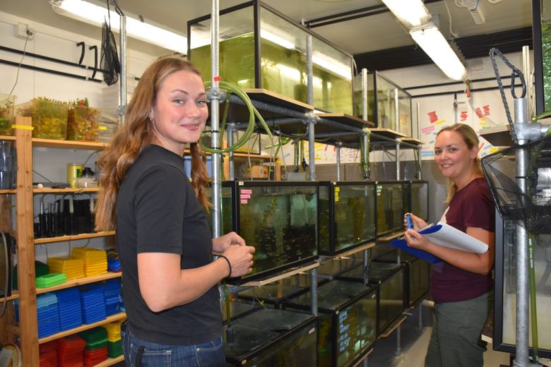 Fisk benyttes for å få svar på mange spørsmål i biologisk forskning. Avdelingsingeniør Eline Rypdal (t.h.) bistår blant annet med dyrehold. <i>Foto:  Ingebjørg Hestvik</i>