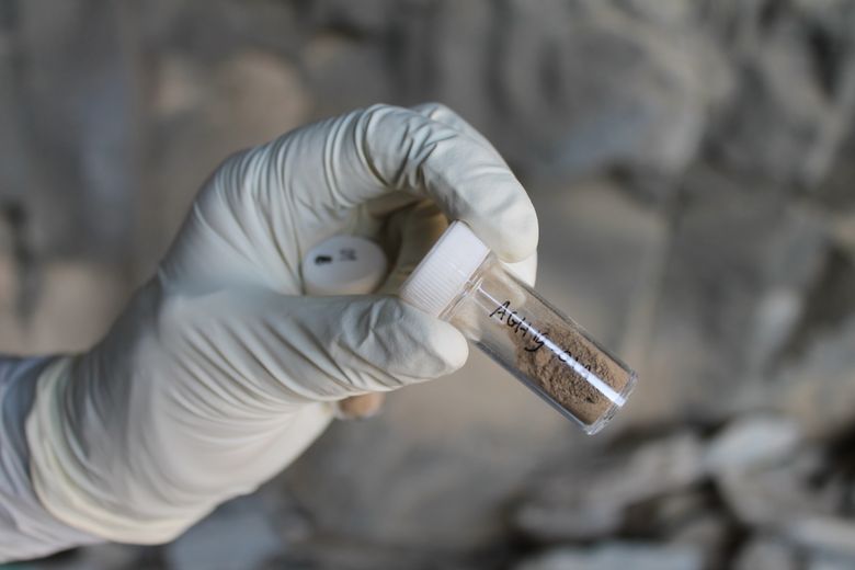 Sedimentprøve som skal saumfares for DNA-rester etter planter som steinaldermenneskene brukte. <i>Foto:   Andrew Kandel</i>