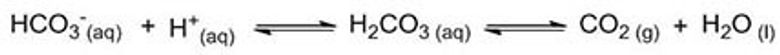 Reaksjon 1. Bikarbonat reagerer med syre og danner karbonsyre. Karbonsyre spaltes så i karbondioksidgass og vann.