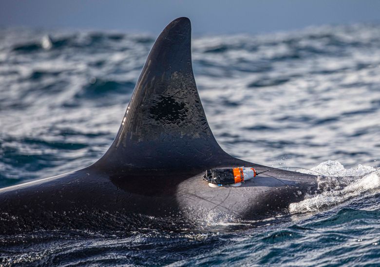 Et kamera montert med sugekopper lar forskerne «henge på ryggen» til hvalen. <i>Foto:  Audun Rikardsen</i>