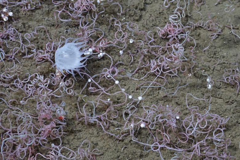 Dette bildet fra havbunnen kalles en oase med kjemosyntetisk liv – der dyre lever av kjemisk energi i stedet for energi fra solen. De små «trådene» er rørormer. Vi ser også en anemone og små, hvite, snegleaktige skjell. <i>Foto:   ROV-teamet/Go North</i>
