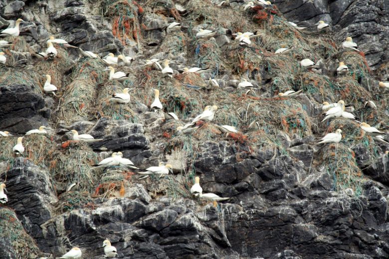 Skrekkbildene fra fuglereservatet Runde, der en koloni havsuler hekker i reir bygd av taustumper og plastfiber og søppel, har sjokkert mange. <i>Foto:  Archives of Circular Ocean Project, 2018</i>