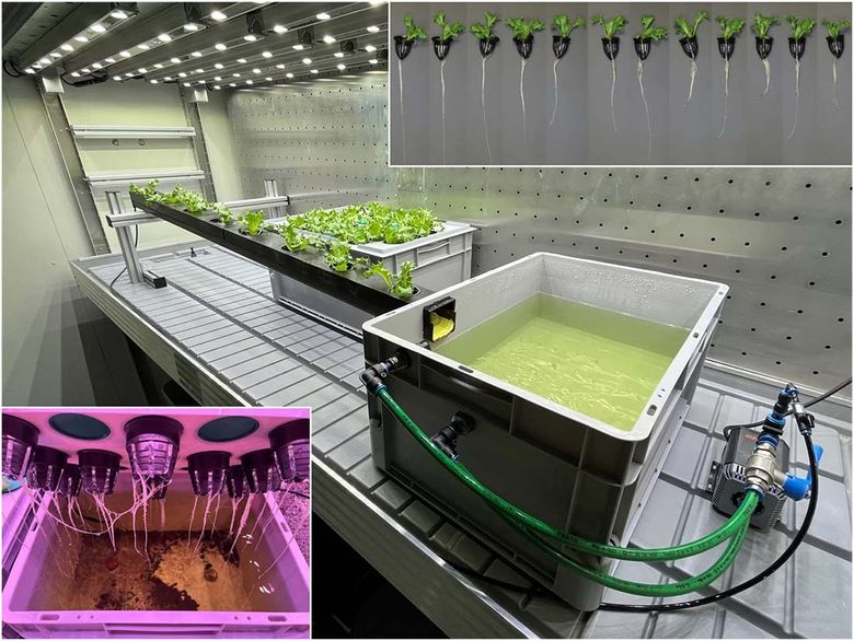 Sånn så det ut på lab-en da forskerne undersøkte plantenes levedyktighet i svovelbelagte beholdere. Nederst til venstre er salaten eksponert for LER-materialet, i det store karet er det svoveleksponering og oppe til høyre salatprøver. <i>Foto:  NTNU Samfunnsforskning</i>