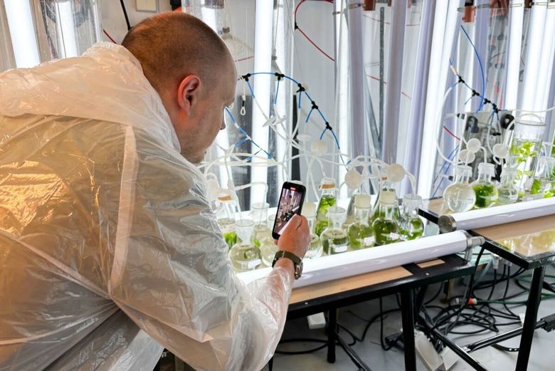 Benoit Dewitte var fascinert av taresalaten som gror i Sintefs laboratorier. <i>Foto:  Henriette Krogness/Gemini.no</i>