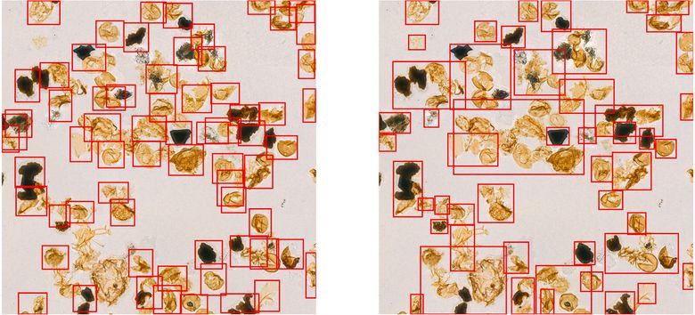 Bildet viser hvordan det nye programmet (t.v.) klarer å skille mellom og finne flere mikrofossiler på mikroskopbilder enn tradisjonelle KI-metoder (t.h.). <i>Foto:  Iver Martinsen/Virtuell Intelligence/UiT</i>