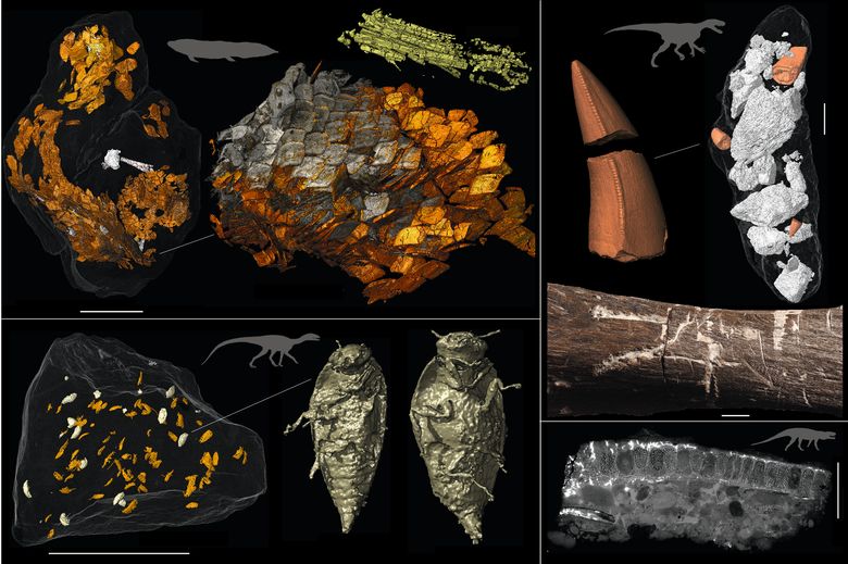 Dette er digitale gjenskapninger av enkelte bromalitter som forskerne har studert, dyrene som produserte dem og rester av det de har spist. <i>Illustrasjon:  Qvarnström et al., Nature 2024</i>