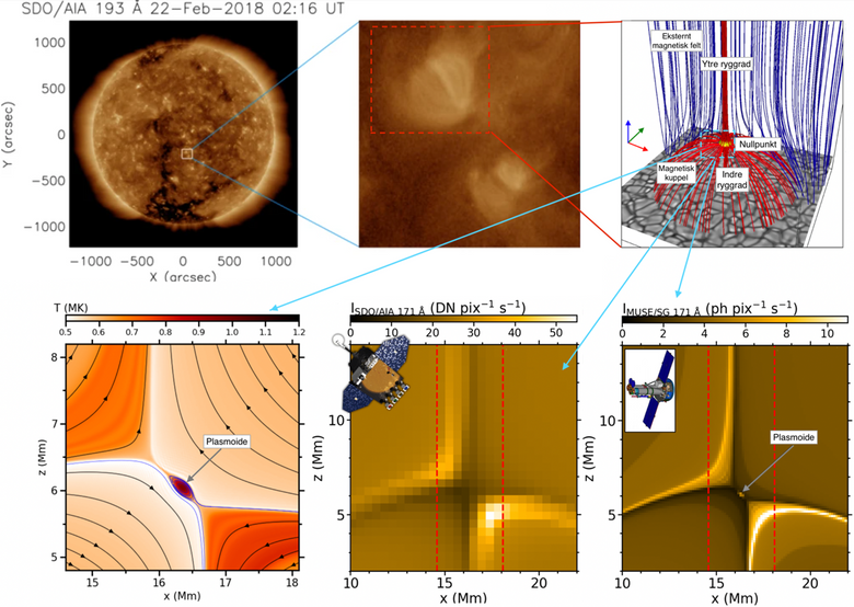 Øverst: Koronalyspunkter på Solen observert med Solar Dynamics Observatory (SDO, Madjarska 2019), som vist over hele Solen (til venstre) og over et mindre område (i midten), samt en 3D-gjenskapning (til høyre) av det underliggende kuppelformede magnetfeltet (lånt fra Nóbrega-Siverio et al. 2023). Nederst: en skisse av magnetfeltet og temperaturprofilen rundt strømsjiktet i en slik magnetisk kuppel (til venstre) og hvordan dette vil bli observert med SDO (i midten) og den fremtidige MUSE-satellitten (til høyre). Figurene her viser plasmabobler (plasmoider) som er for små til å fanges opp av SDO, men som kan studeres med MUSE. <i>Illustrasjon:  SDO</i>