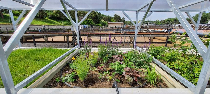 Renset avløpsvann er trygt til for eksempel hagebruk. Her dyrkes blomster i Praha i prosjektet Wider Uptake. Foto:  Wider Uptake