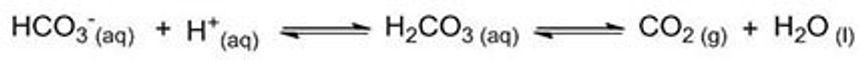 Reaksjon 1. Bikarbonat reagerer med syre og danner karbonsyre. Karbonsyre spaltes så i karbondioksidgass og vann.