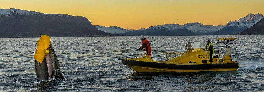 Her skjærer folk fra Fiskeridirektoratet løs en knølhval som sitter fast i et drivanker fra en sildebåt. Foto:  Audun Rikardsen