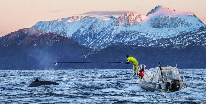 Forskerne monterer kameramerker på ryggen til en knølhval. Foto:  Thomas Goetz