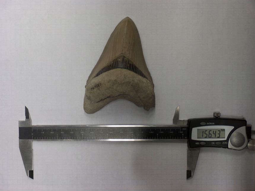 Bildet viser en haitann. Tennenes utvikling sier mye om evolusjonen. Haitennene som er samlet, er et eksempel på en evolusjonær linje. Bildet er tatt av Meghan Balk. Tennene er å finne i den vitenskapelige samlingen til Smithsonian Institution, National Museum of Natural History.