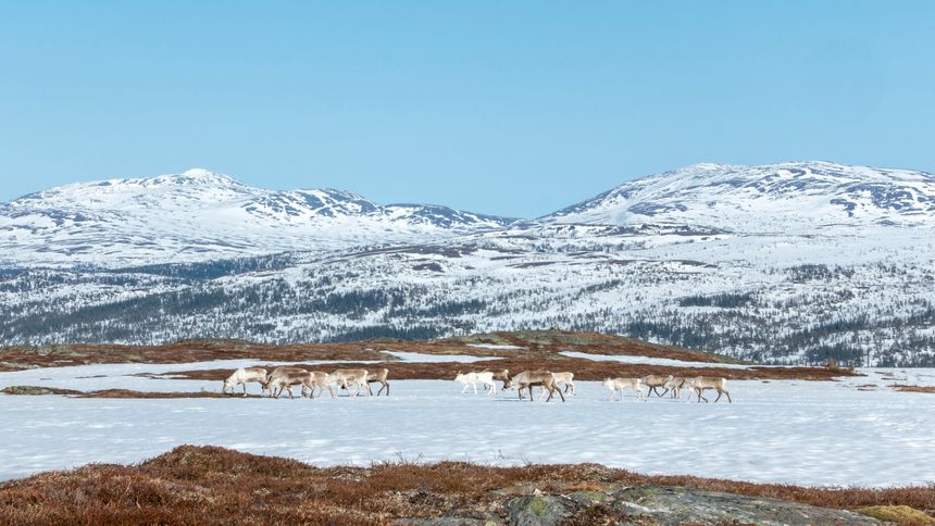 Villrein i Meråker med Litkjøln og Rundfjellet bak. Foto:  Gorm Kallestad