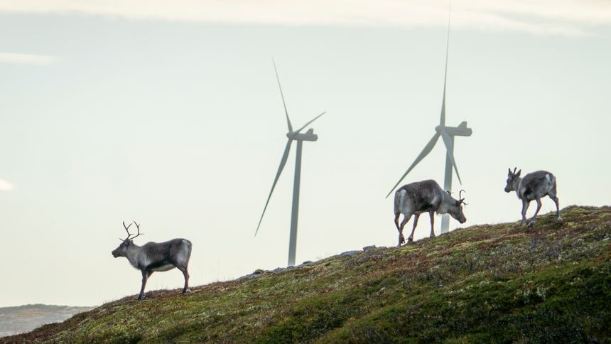Reinsdyr vandrer rundt vindmøllene på Storheia vindpark, som er den største av vindparkene i porteføljen til Fosen Vind, og den andre av vindparkene som ble bygget. Da den ble overført til ordinær drift i februar 2020 var den Norges største med 80 turbiner og en installert effekt på 288 MW. Foto: Heiko Junge/NTB