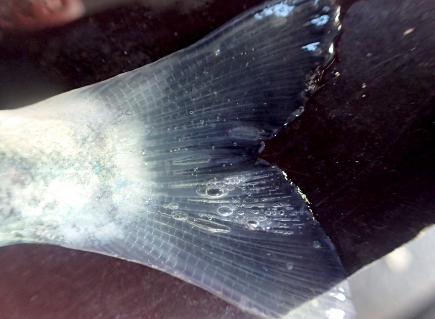 Gassblæresyke i halefinnen på laks. Foto: Sondre Kvalsvik Stenberg/Norce LFI