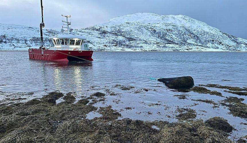 Polar Algae høster inn alger for bruk i flere ulike produkter. Innhøstingen roterer, slik at de samme feltene bare høstes hvert femte år. Foto: Caroline Haukeland/Polar Algae
