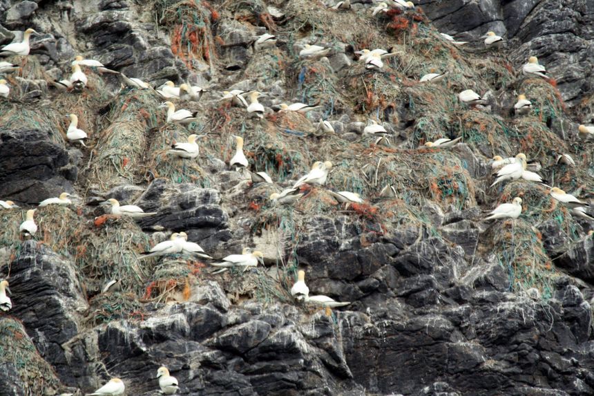 Skrekkbildene fra fuglereservatet Runde, der en koloni havsuler hekker i reir bygd av taustumper og plastfiber og søppel, har sjokkert mange. Foto:  Archives of Circular Ocean Project, 2018