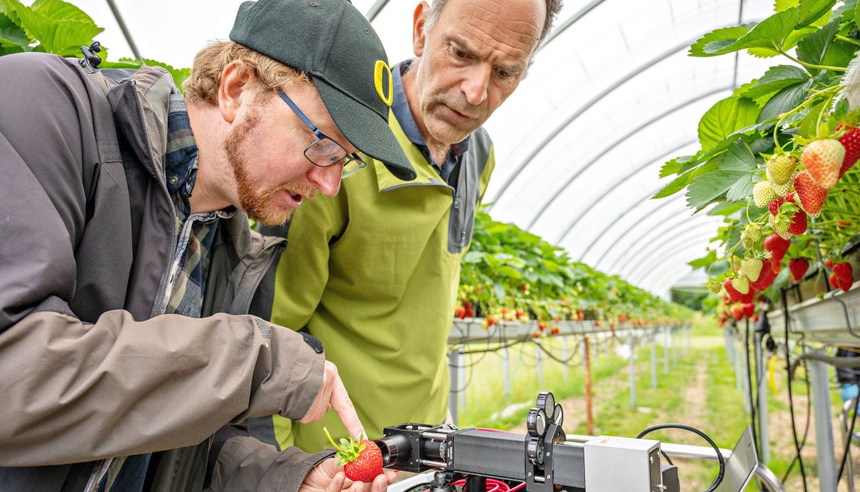 Anders H. Hansen (t.v.) i Sintef og Jens Petter Wold i Nofima tester FragoPro i en jordbærtunnel ved NMBU på Ås. Foto:  Jon-Are Berg-Jacobsen/Sintef
