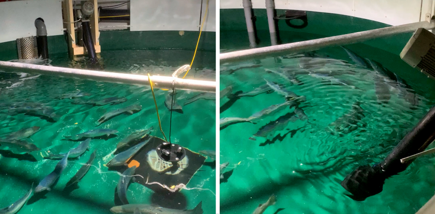 I studien ble fisken holdt i et stort kar og utsatt for lavfrekvent lyd. Maskinen i karet lager lavfrekvente lydbølger når den beveger seg opp og ned i vannet. Foto: NMBU