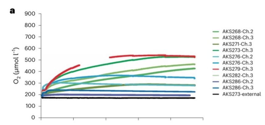 Fig 1A: Oxygen concentrations in µmol 1-1 measured by calibrated O2 optodes through time in h in the different bentic chambers incubations. Illustrasjon: Fra «Evidence of dark oxygen production at the abyssal seafloor» i Nature Geoscience