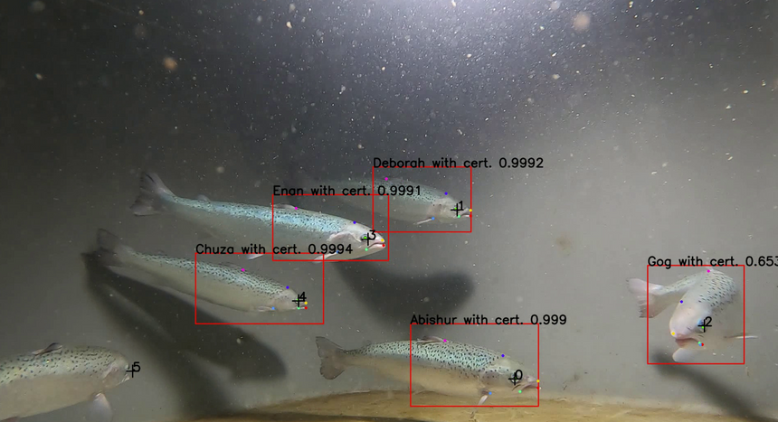 Hvert enkeltindivid kan observeres med den nye teknologien. Det kan avsløre om fisken har det bra lenge før den får synlige sykdomstegn. Foto:  Espen Berntzen Høgstedt