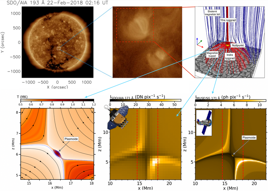 Øverst: Koronalyspunkter på Solen observert med Solar Dynamics Observatory (SDO, Madjarska 2019), som vist over hele Solen (til venstre) og over et mindre område (i midten), samt en 3D-gjenskapning (til høyre) av det underliggende kuppelformede magnetfeltet (lånt fra Nóbrega-Siverio et al. 2023). Nederst: en skisse av magnetfeltet og temperaturprofilen rundt strømsjiktet i en slik magnetisk kuppel (til venstre) og hvordan dette vil bli observert med SDO (i midten) og den fremtidige MUSE-satellitten (til høyre). Figurene her viser plasmabobler (plasmoider) som er for små til å fanges opp av SDO, men som kan studeres med MUSE. Illustrasjon: SDO