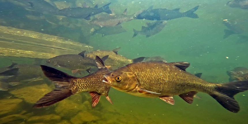 Slik ser fiskearten vederbuk ut. Den finnes blant annet i Mjøsa. Foto: Jon Museth/Nina