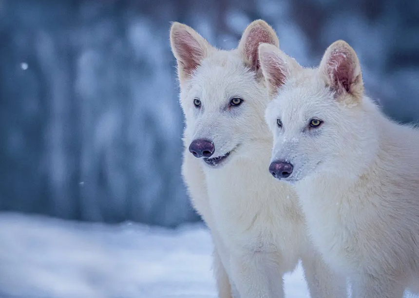 De to genmodifiserte ulvene holder nå til på et hemmelig sted i USA. Foto: Colossal Biosciences