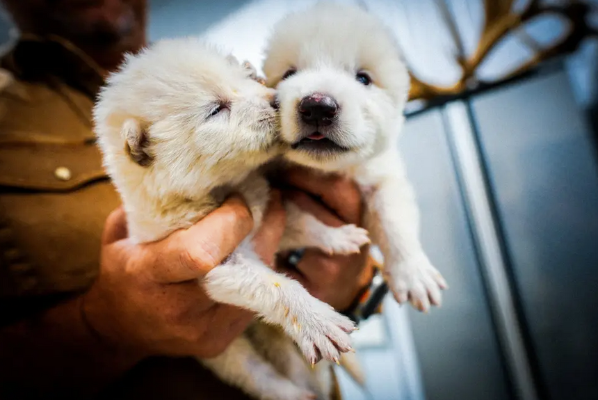 Romulus og Remus to uker etter fødselen. Foto: Colossal Biosciences
