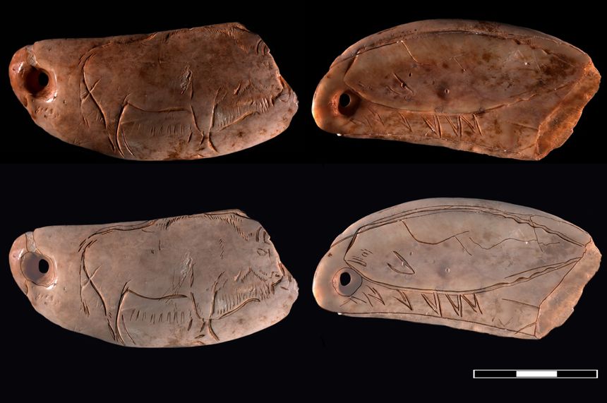 Denne spermhval-tannen ble funnet i Nord-Spania er cirka 17.000 år gammel. Her har steinaldermennesker risset inn en bison på den ene siden og en hval på den andre. Foto:  Olivia Rivero / Naturhistorisk museum / NTB