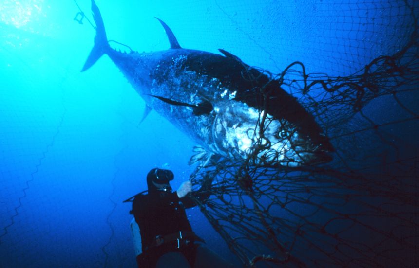Makrellstørja er en stor fisk. Denne, som gikk i garnet utenfor Sicilia, veide 270 kilo. Foto:  Danilo Cedrone/FAO/NOAA/Wikimedia Commons