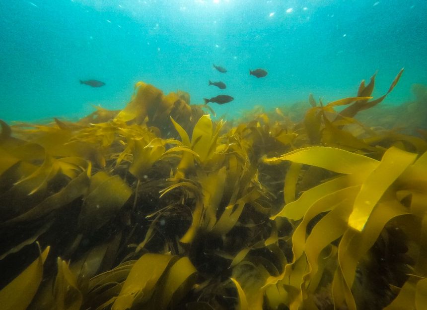 Fingertaren ser ut som sløyfer i vannet. Flere lyr svømmer i stim over og under tareskogen for å spise små planktonisk dyr. Foto: Jessica Anne Hough/Bellona