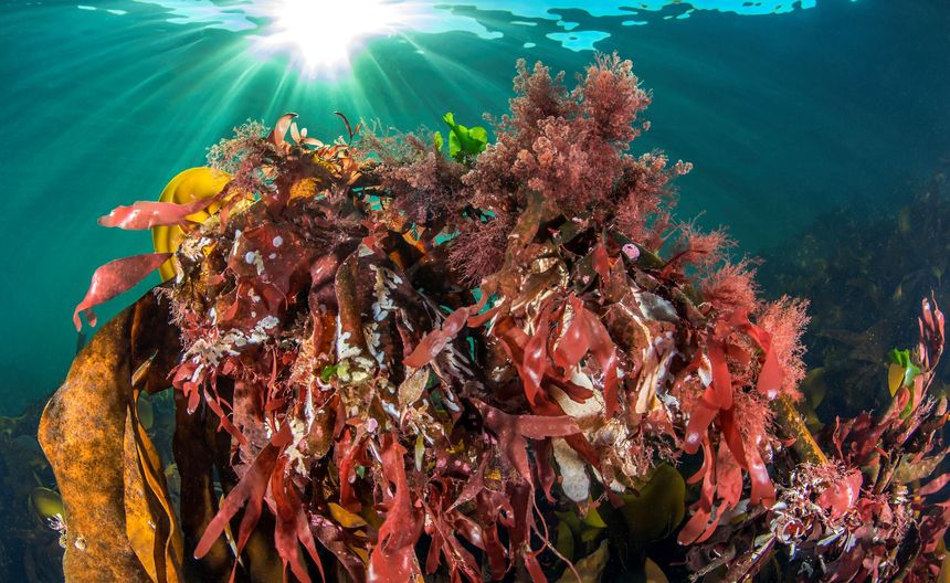 En ny type rødalger har etablert seg i Horten- og Stavanger-området. Arten kan bli en meter lang. Foto: Erling Svensen / Havforskningsinstituttet / Handout / NTB